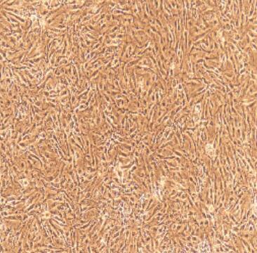 大鼠肾小球内皮细胞,Rat Glomerular Endothelial Cells