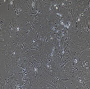 大鼠肾足细胞,Rat Podocyte Cells