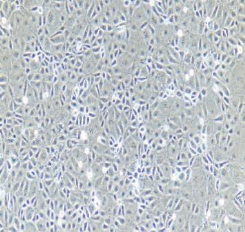大鼠输尿管上皮细胞,Rat Ureteral Epithelial Cells