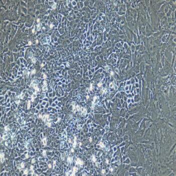 大鼠膀胱上皮细胞,Rat Bladder Epithelial Cells