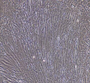 大鼠膀胱平滑肌细胞,Rat Bladder Smooth Muscle Cells