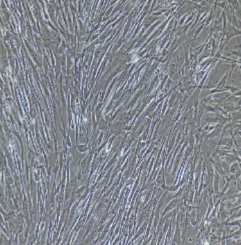 大鼠膀胱基质成纤维细胞,Rat Bladder Stromal Fibroblasts Cells