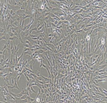 大鼠前列腺成纤维细胞,Rat Prostate Fbroblasts Cells