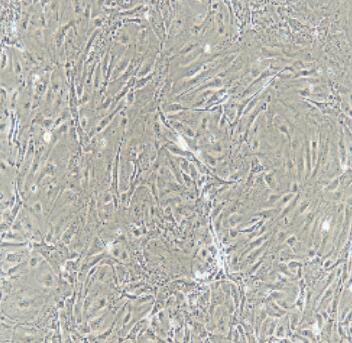大鼠甲状腺上皮细胞,Rat Thyroid Epithelial Cells