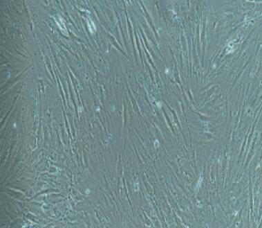 大鼠甲状腺成纤维细胞,Rat Thyroid Fibroblasts Cells