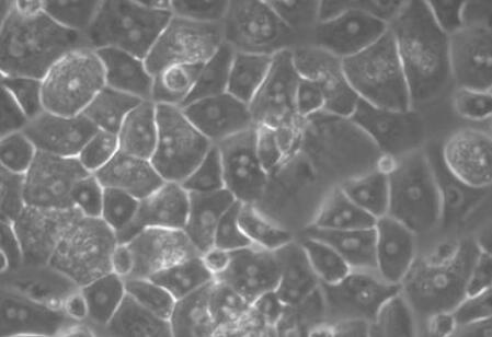 大鼠原代肝卵圆细胞