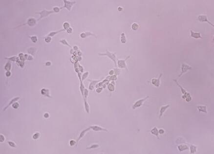 大鼠腹腔巨噬细胞