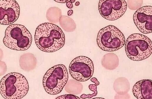 大鼠前列腺上皮細(xì)胞,Rat Prostatic Epithelial Cells