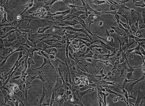 大鼠垂體細胞,Rat Pituitary Cells