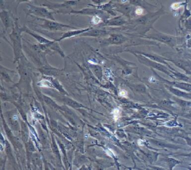 大鼠胸腺細(xì)胞,Rat Thymocyte Cells