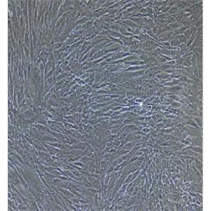 人食管成纤维细胞,Esophageal Fibroblasts Cells