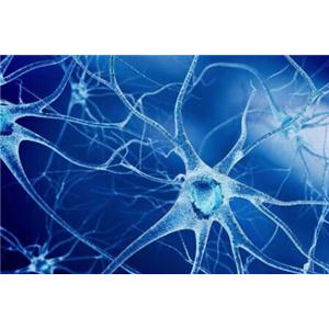 人脑皮层神经元细胞