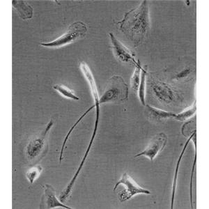 人小胶质细胞,Human microglia cells