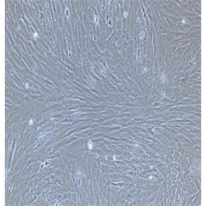 大鼠支气管平滑肌细胞