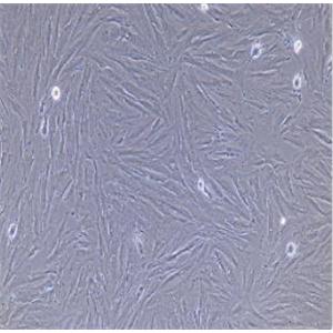 大鼠肺成纤维细胞,Rat Pulmonary Fibroblast Cells