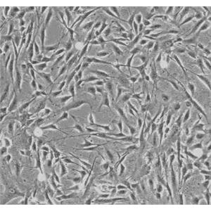 大鼠胆囊上皮细胞,Gallbladder Epithelial Cells