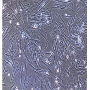 大鼠颈动脉平滑肌细胞