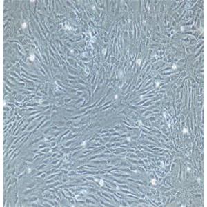 大鼠股动脉内皮细胞,Rat Femoral Artery Endothelial Cells