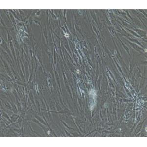 大鼠结肠平滑肌细胞,Rat Colonic SmoothMuscle Cells