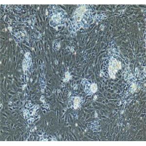大鼠肝外胆管上皮细胞