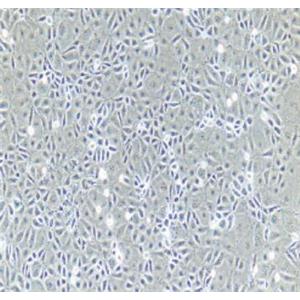 大鼠输尿管上皮细胞,Rat Ureteral Epithelial Cells