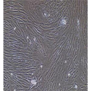 大鼠输尿管平滑肌细胞