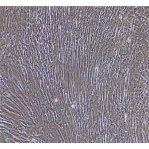 大鼠膀胱平滑肌细胞,Rat Bladder Smooth Muscle Cells