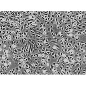 大鼠肾周细胞