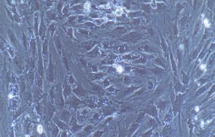 大鼠颌下腺上皮细胞,Rat Submandibular Gland Epithelial Cells
