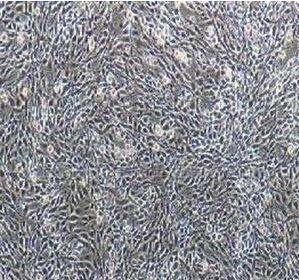大鼠肾上腺皮质细胞,Rat Adrenocortical Cells