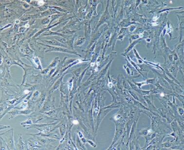 大鼠卵巢顆粒細(xì)胞,Rat Ovarian Granulosa Cells