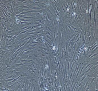 大鼠卵巢间质细胞,Rat Interstitial Cells Of Ovary