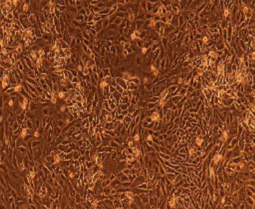 大鼠乳腺上皮细胞,Rat Mammary Epithelial Cells