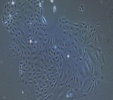 大鼠乳腺导管上皮细胞,Rat Mammary Ductal Epithelial Cells