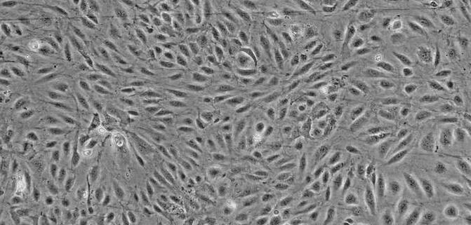 大鼠睾丸间质细胞,Rat Testicular Stromal Cells