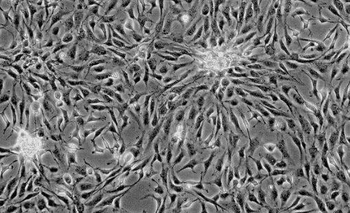 大鼠卵巢内膜细胞