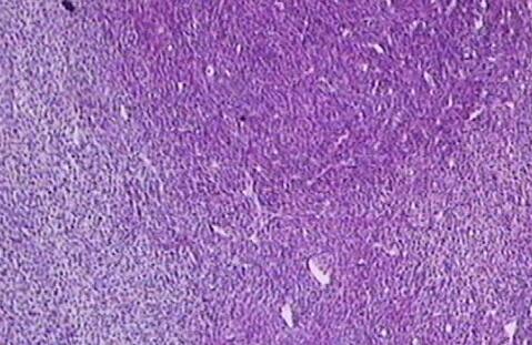大鼠子宫内膜间质细胞