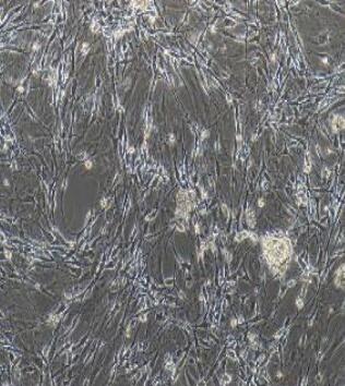 大鼠雪旺细胞,Rat Schwann Cells