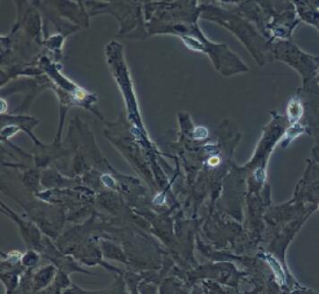 大鼠星形胶质细胞,Rat Astrocyte Cells