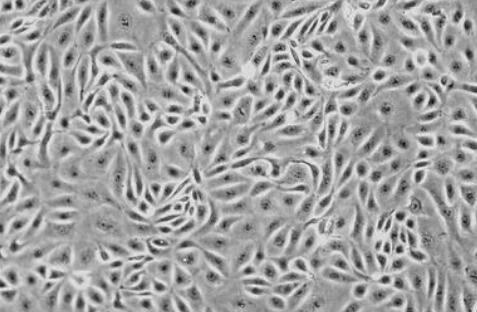 大鼠子宫成纤维细胞