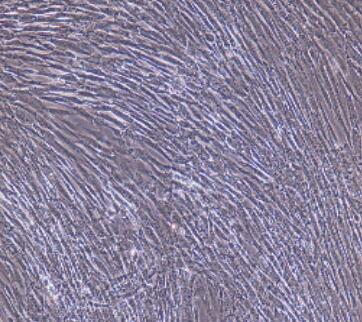 大鼠滑膜成纤维细胞,Rat Synovial Fibroblasts Cells