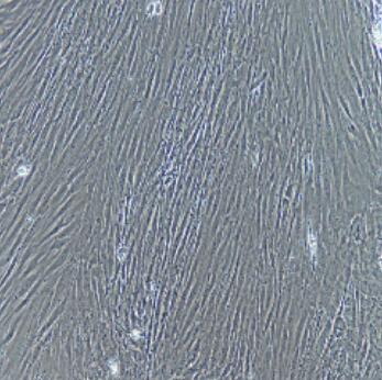 大鼠骨骼肌细胞,Rat Skeletal Muscle Cells