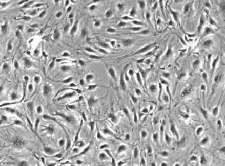 大鼠纤维环细胞,Rat Anulus Fibrosus Cells