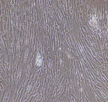 大鼠髓核细胞,Rat Nucleus Pulposus Cells