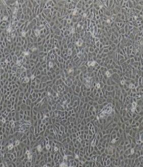 大鼠表皮干细胞,Rat Epidermal Stem Cells