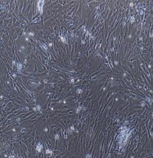 大鼠滑膜间充质干细胞