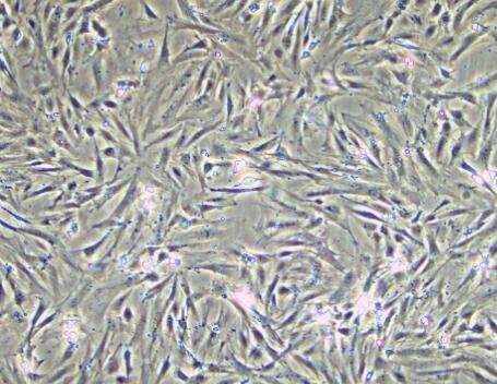 大鼠骨髓肥大细胞