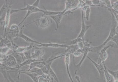 大鼠骨髓单核细胞