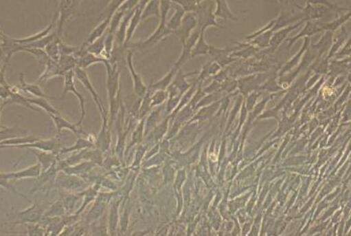 大鼠肌腱成纤维细胞