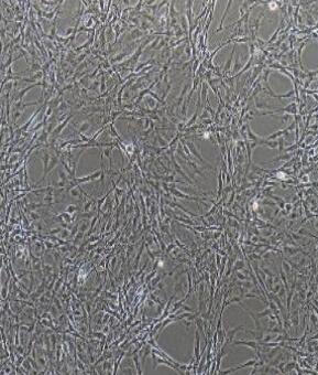 大鼠脑微血管内皮细胞,Rat Cerebral Microvascular Endothelial Cells
